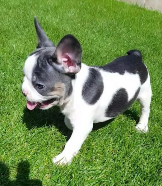 tre mesi di bouledogue francese cuccioli