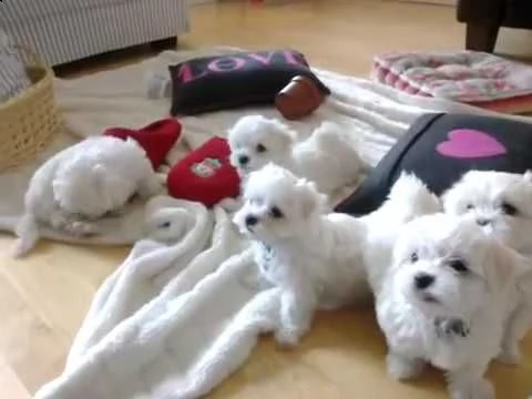 regalo maltese toy cuccioli disponibile per l'adozione adorabili
