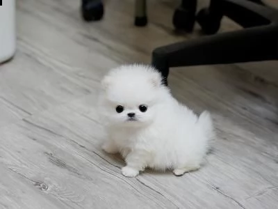 regalo cuccioli di pomerania maschio o femmina!!
