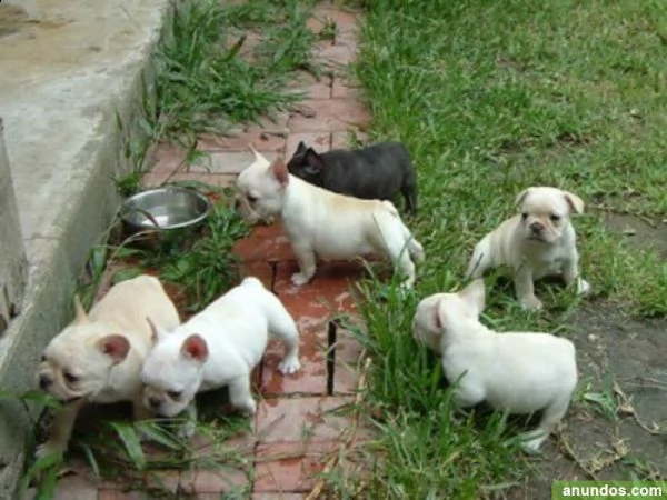 regalo maschio e femmina bouledogue francese con pedigree