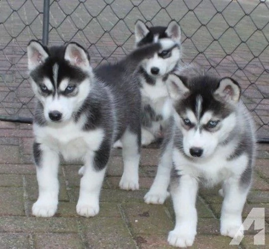 regalo husky cuccioli disponible per l'adozione