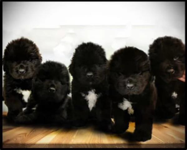 cuccioli di terranova disponibili