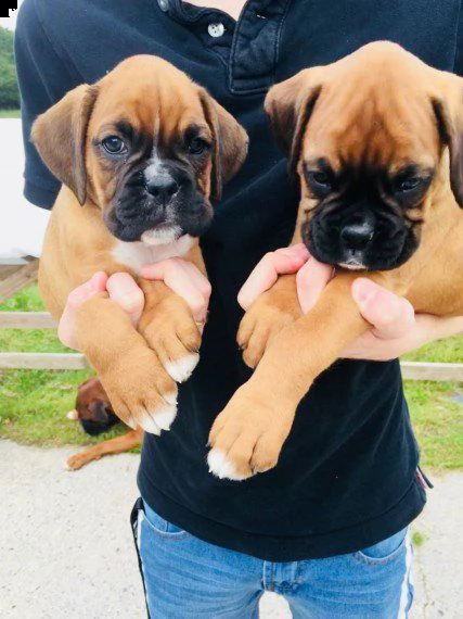 cuccioli boxer bellissimi | Foto 0