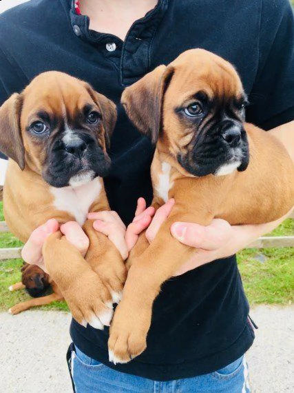cuccioli boxer bellissimi