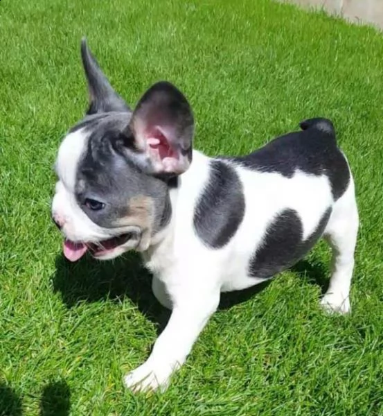 bouledogue francese di piccola taglia