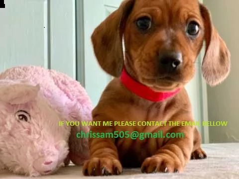 bassotto nano cuccioli