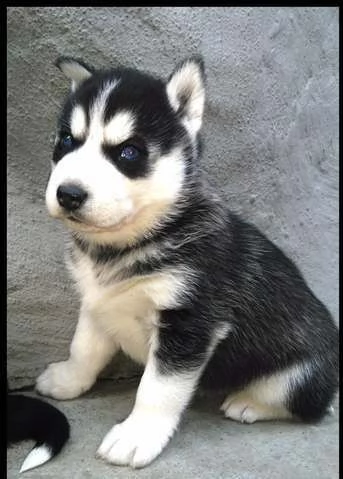 siberian husky di 60 gg