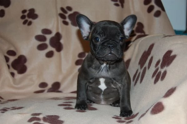 cuccioli di bulldog francese | Foto 3