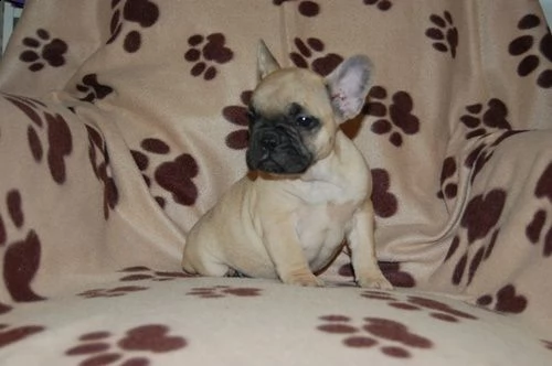 cuccioli di bulldog francese | Foto 2