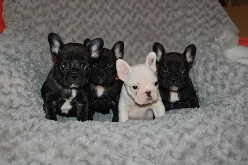 cuccioli di bulldog francese | Foto 1