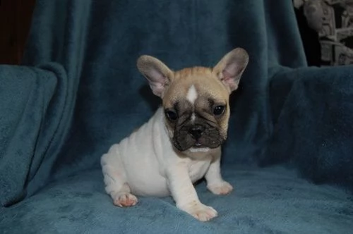 cuccioli di bulldog francese | Foto 0