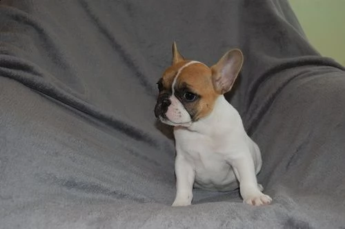cuccioli di bulldog francese