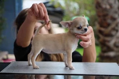 chihuahua cuccioli | Foto 2