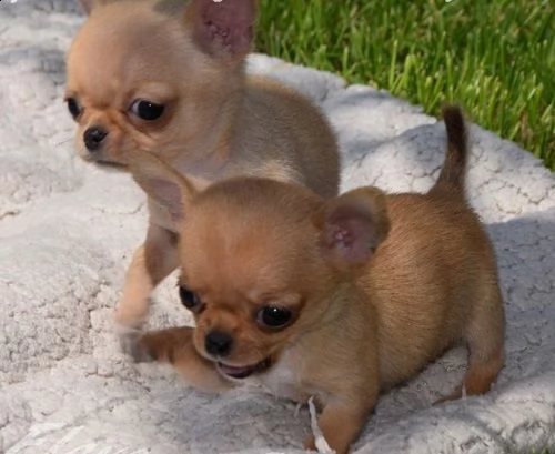 chihuahua cuccioli