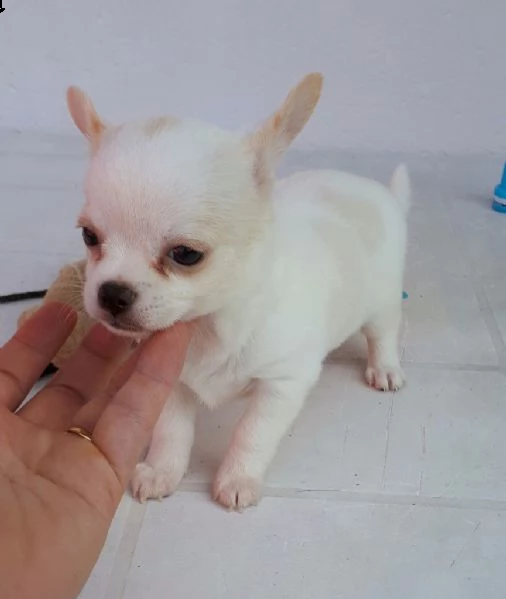chihuahua cuccioli | Foto 1