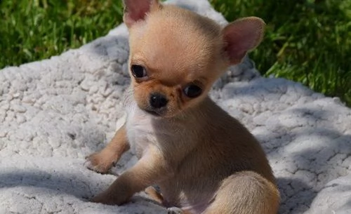 chihuahua cuccioli | Foto 0