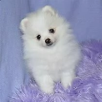 maschio e femmina cuccioli pomerania....