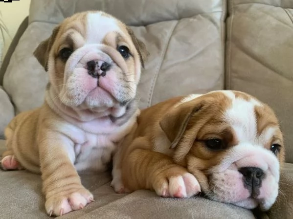 disponibili pinscher . i cuccioli vengono consegnati vaccinati,microchip e garanzia sanitaria.. per  | Foto 0