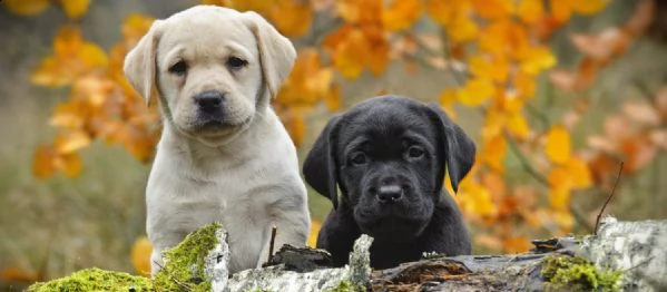 regalo cucciolo regalo cuccioli di labrador 