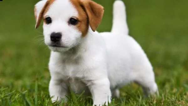 regalo cucciolo regalo jack russel