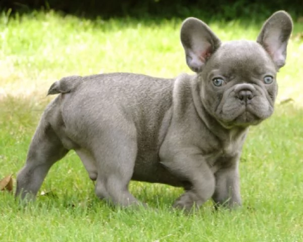 cucciolo di bouledogue francese maschio e femmina