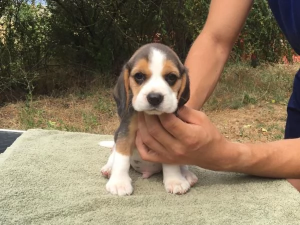 cuccioli di beagle tricolor e bianco arancio 