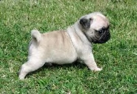 regalo cuccioli di carlino con pedigree