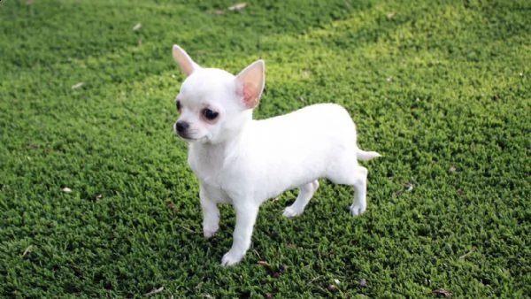 affettuosi cucciolini chihuahua toy felicissimi simpaticissimi e sanissimi