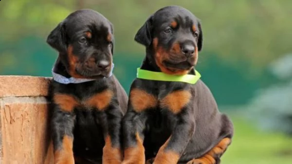 regalo adorali cuccioli di pinscher doberman femminucce e maschietti disponibili per l'adozione grat