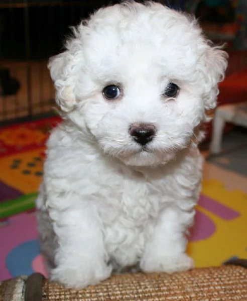 stupendi cuccioli di bichon frise