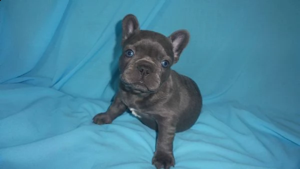  bouledogue francesi total blu 