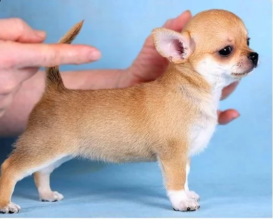 bellissimi cuccioli di chihuahua