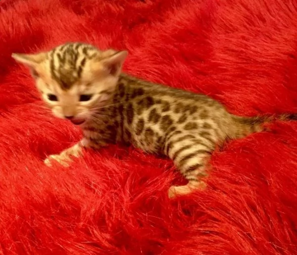 bengala puri al 100%