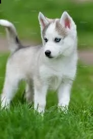 cucciolo di siberian husky>