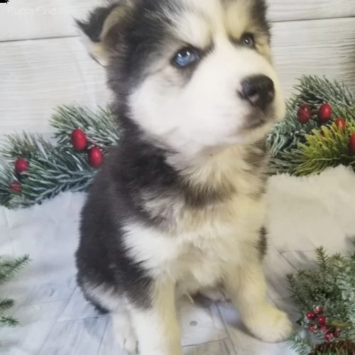 # siberian husky | Foto 0