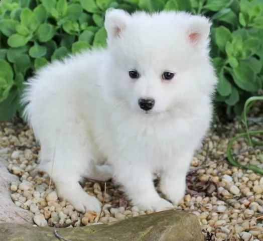 regalo samoiedo cuccioli