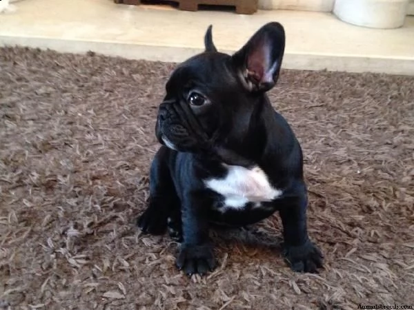 regalo bouledogue francese cucciolata bianco neri e neri