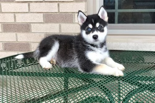 cuccioli husky siberian occhi blu