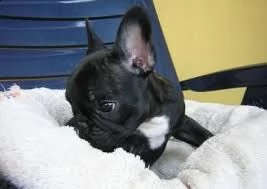 regalo cuccioli bulldog francese - pedigree enci