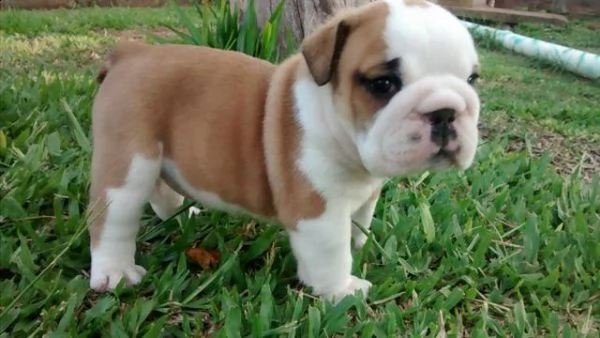bulldog inglese da monta con pedigree enci