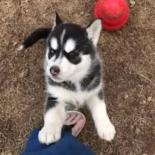 kuccioli di siberian husky kon pedigree enci