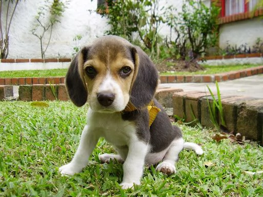 vendita bellissimi cuccioli di beagle 