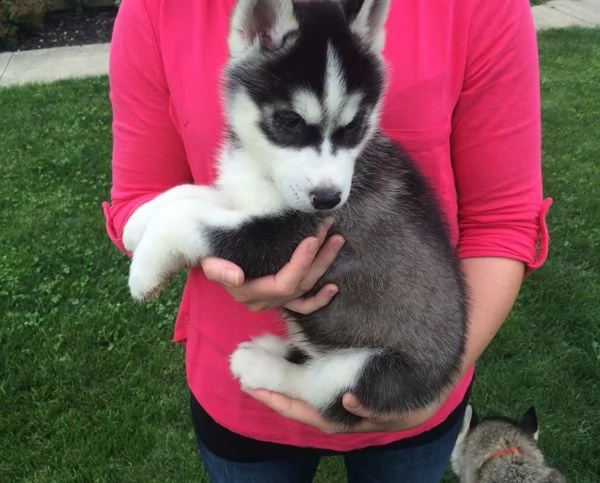3 mesi leo è ketty un amore di cucciola siberian husky | Foto 0