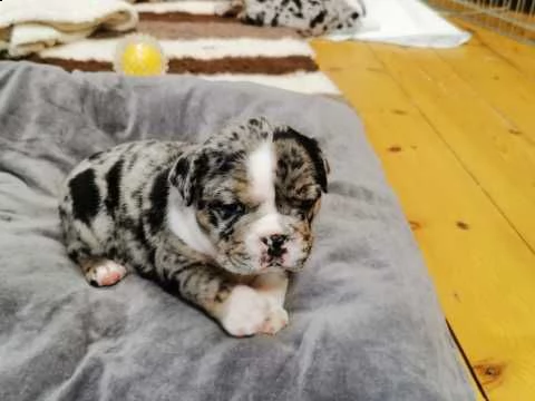 amina, solo 4 mesi bulldog inglese | Foto 1