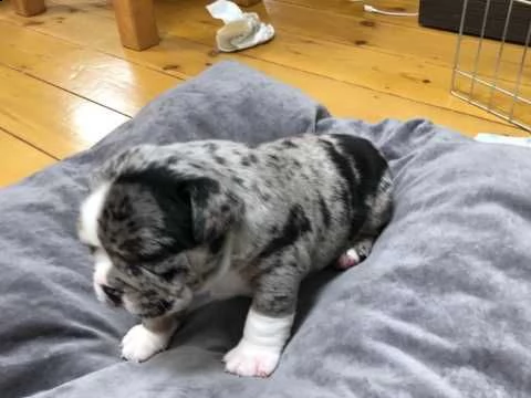 amina, solo 4 mesi bulldog inglese | Foto 0