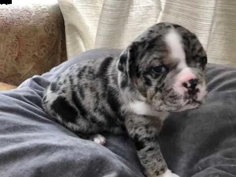 amina, solo 4 mesi bulldog inglese