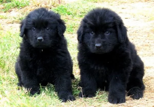 vendita cucciolo cucciolo di terranova