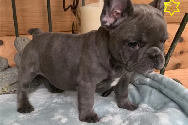 cuccioli bulldog francesi