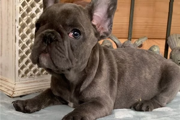 cuccioli bulldog francesi !!!
