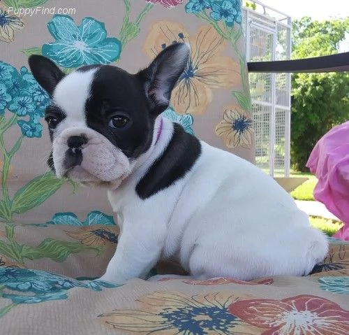cuccioli bulldog francesi ((